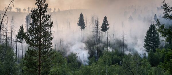 Incendios forestales en el Lejano Oriente ruso Incendios forestales en el Lejano Oriente ruso - Sputnik Mundo