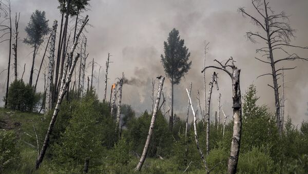 Incendios forestales en el Lejano Oriente ruso (archivo) Incendios forestales en el Lejano Oriente ruso (archivo) - Sputnik Mundo