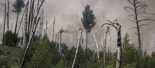 Incendios forestales en el Lejano Oriente ruso (archivo) - Sputnik Mundo