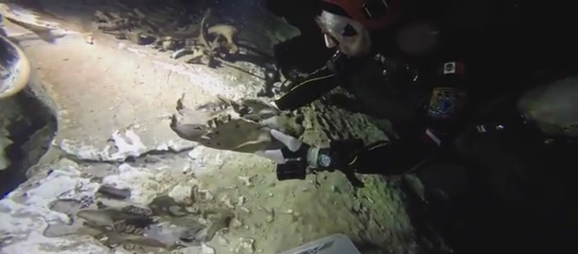 Descubren en México restos de una nueva especie de perezoso gigante - Sputnik Mundo, 1920, 17.08.2017