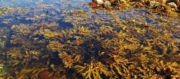 Algas marinas - Sputnik Mundo