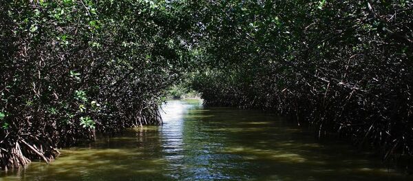 Tumbes manglares (Archivo) - Sputnik Mundo