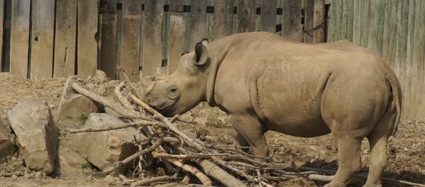 Rinoceronte Rinoceronte - Sputnik Mundo
