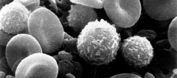 Células de la sangre (imagen referencial) - Sputnik Mundo