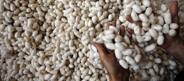 Capullos de seda (imagen referencial) - Sputnik Mundo