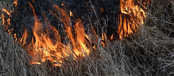 Incendios forestales en el Lejano Oriente ruso (archivo) - Sputnik Mundo