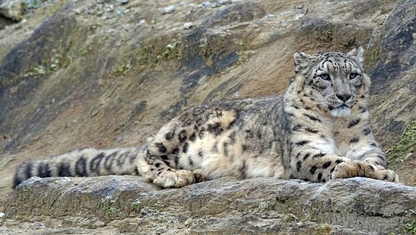 Leopardo de las nieves (irbis) - Sputnik Mundo