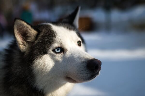Un husky siberiano - Sputnik Mundo