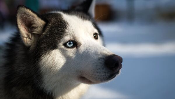 Un husky siberiano - Sputnik Mundo