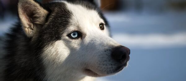 Un husky siberiano - Sputnik Mundo