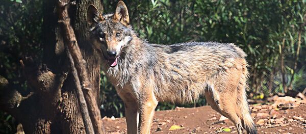 Lobo gris - Sputnik Mundo