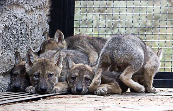 Lobos grises - Sputnik Mundo