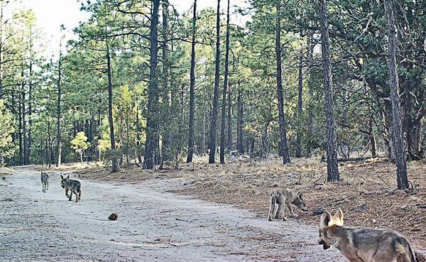 Lobos grises - Sputnik Mundo