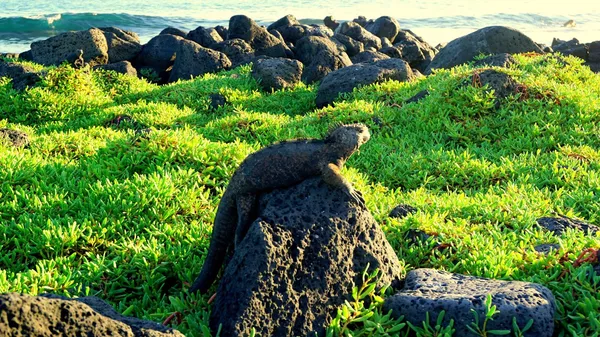 Iguana en las Islas Galápagos
