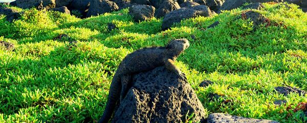 Iguana en las Islas Galápagos - Sputnik Mundo