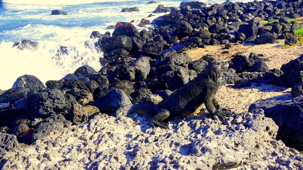 Iguana disfruta el sol en las Islas Galápagos - Sputnik Mundo