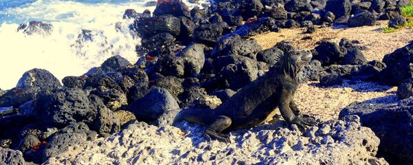 Iguana disfruta el sol en las Islas Galápagos - Sputnik Mundo