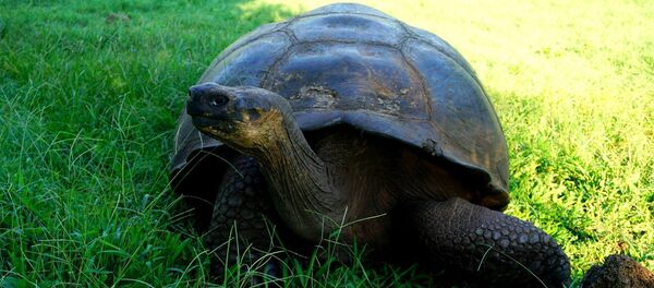 Una tortuga - Sputnik Mundo