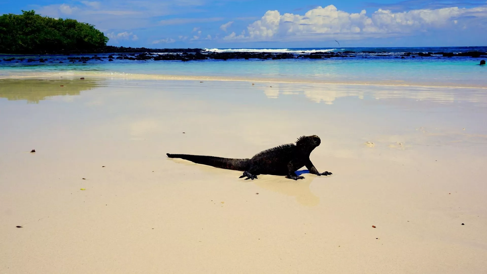 Una iguana en la playa, las Islas Galápagos Una iguana en la playa, las Islas Galápagos - Sputnik Mundo, 1920, 01.08.2022