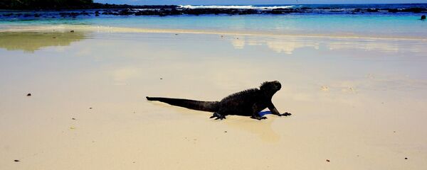 Una iguana en la playa (imagen referencial) - Sputnik Mundo