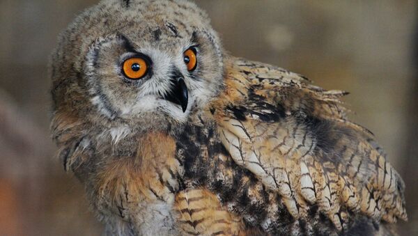 Un búho (imagen referencial) - Sputnik Mundo