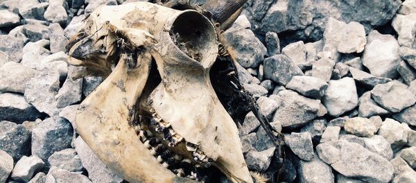 Cráneo de un animal (imagen referencial) - Sputnik Mundo