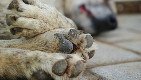 Patas de un perro - Sputnik Mundo