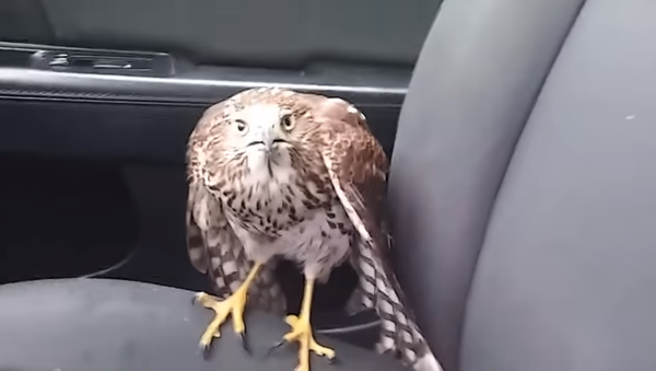 Consecuencias de Harvey en EEUU: un halcón 'pide taxi' para refugiarse del huracán - Sputnik Mundo