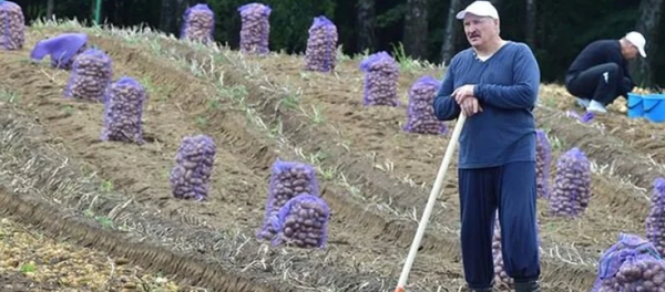 Lukashenko, agricultor: día de recolección de papa para el presidente de Bielorrusia Lukashenko, agricultor: día de recolección de papa para el presidente de Bielorrusia - Sputnik Mundo