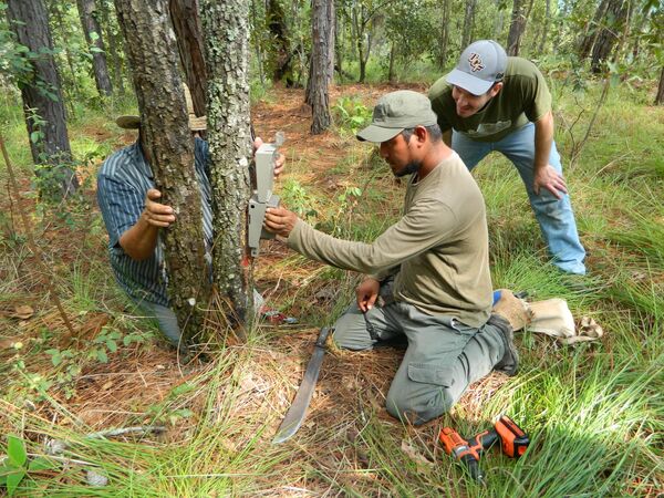 México, país donde se protege a los jaguares - Sputnik Mundo
