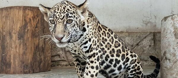 México, país donde se protege a los jaguares - Sputnik Mundo