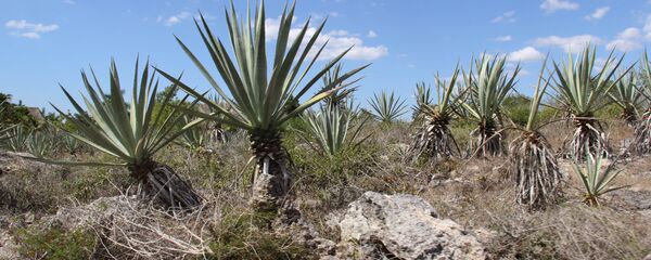 Plantas de henequén (imagen referencial) - Sputnik Mundo