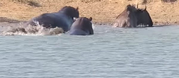 Dos hipopótamos salvan a un antílope de las fauces de un cocodrilo - Sputnik Mundo