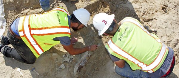 Fósil de un triceratops hallado en la ciudad estadounidense de Thornton - Sputnik Mundo