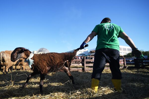 Los musulmanes de Rusia celebran la festividad de Eid al Adha - Sputnik Mundo