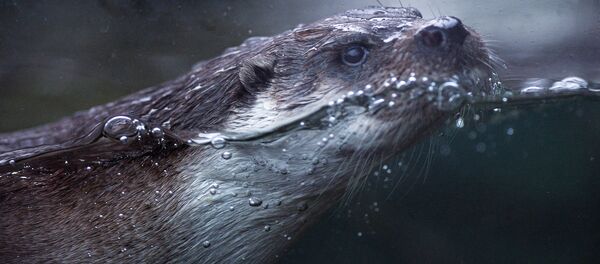 Una nutria (imagen referencial) - Sputnik Mundo