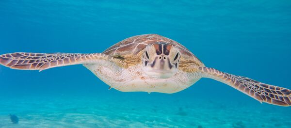 Una tortuga verde (imagen referencial) - Sputnik Mundo