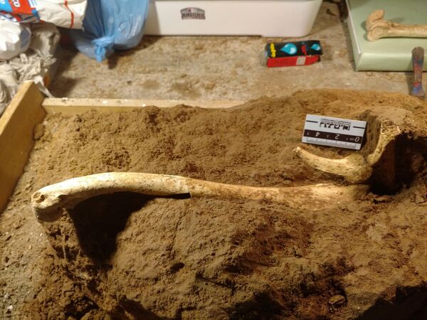 Hueso de ave prehistórica - Sputnik Mundo