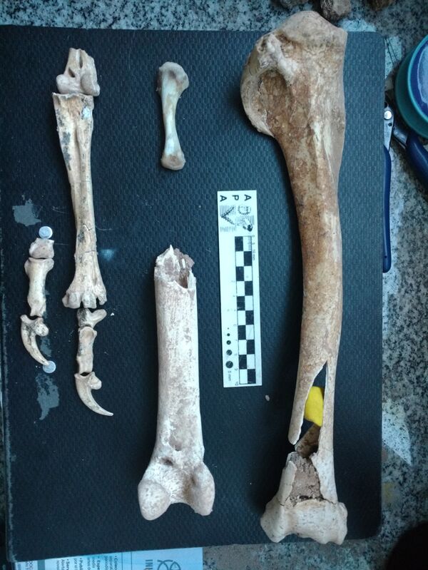 Huesos de aves prehistóricas - Sputnik Mundo