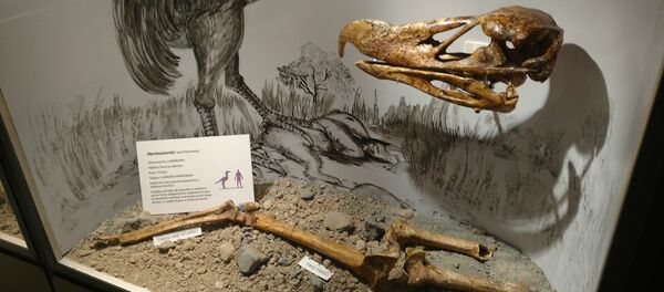 Huesos de aves prehistóricas - Sputnik Mundo