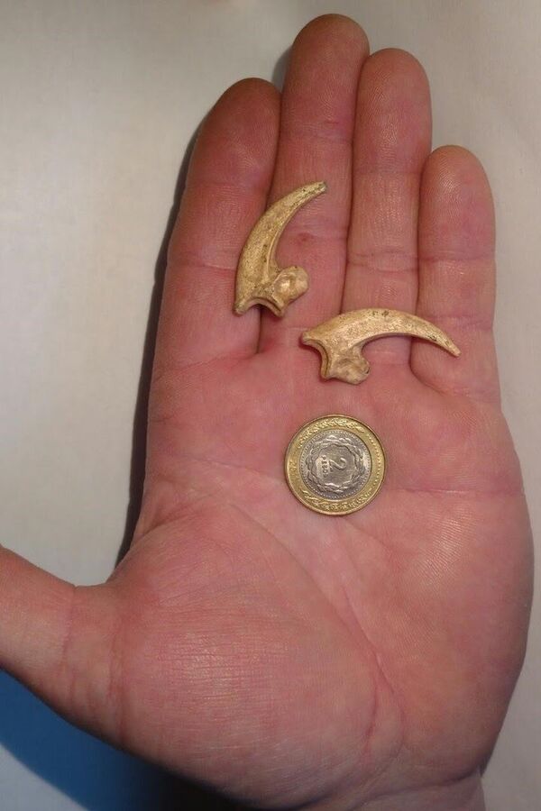  Huesos de aves prehistóricas - Sputnik Mundo