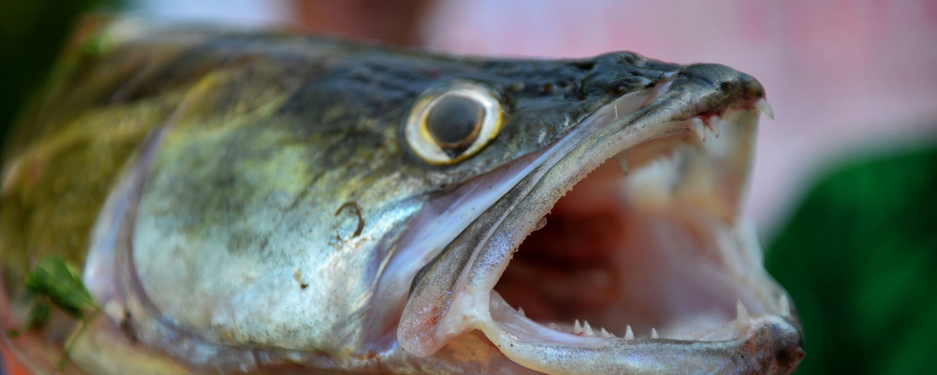 Un trofeo de pesca Un trofeo de pesca - Sputnik Mundo, 1920, 07.04.2021