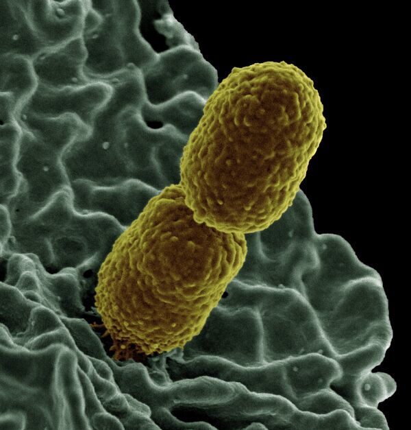 Crean el primer 'mapa de bacterias' en el mundo para poder combatirlas Crean el primer 'mapa de bacterias' en el mundo para poder combatirlas - Sputnik Mundo