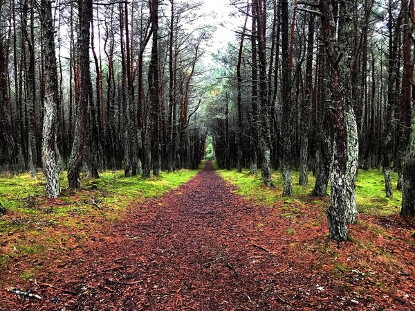 Bosques del Parque Natural del Istmo de Curlandia - Sputnik Mundo