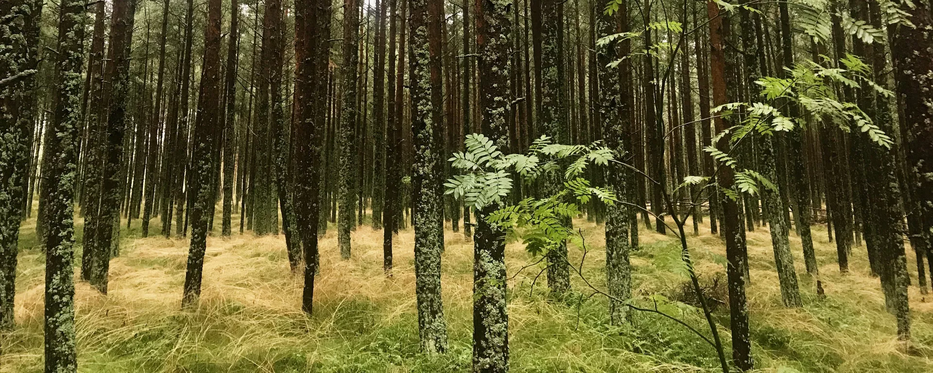 Los bosques del Parque Natural del Istmo de Curlandia son Patrimonio de la Unesco Los bosques del Parque Natural del Istmo de Curlandia son Patrimonio de la Unesco - Sputnik Mundo, 1920, 16.03.2021