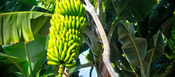 Productos de la misión de bananeros de Ecuador - Sputnik Mundo