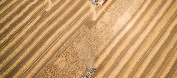 Cosecha de trigo en la región de Krasnodar - Sputnik Mundo