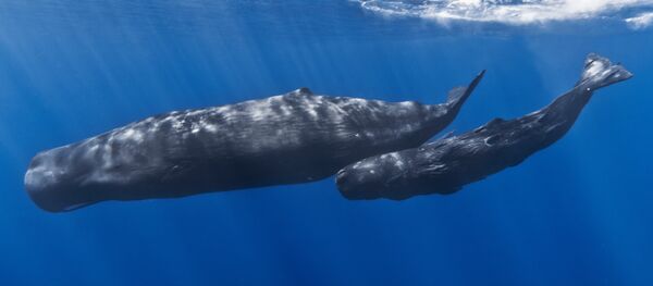 Hembra cachalote y su cría (imagen referencial) - Sputnik Mundo