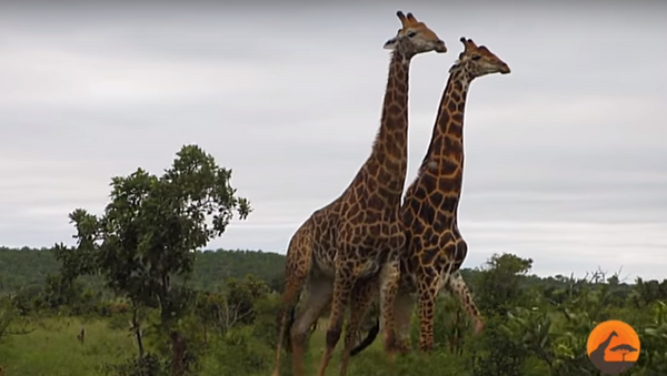 Jirafas en el Parque Nacional Kruger - Sputnik Mundo