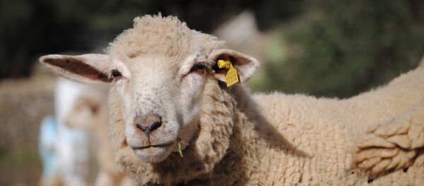 Una oveja (imagen referencial) - Sputnik Mundo